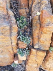 Curio crassulifolius