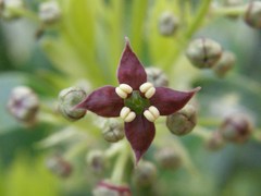Aucuba japonica