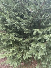 Chamaecyparis obtusa