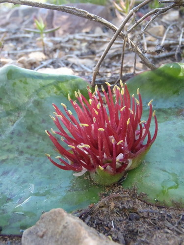 Massonia depressa