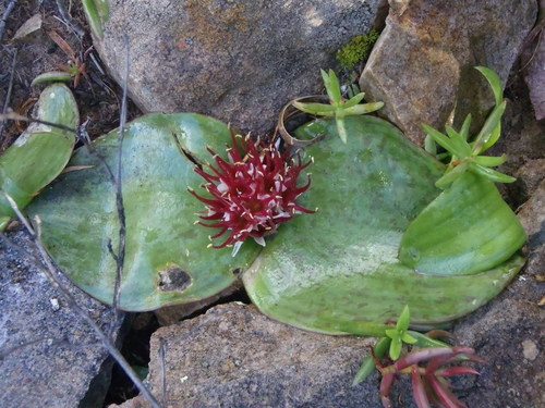 Massonia depressa