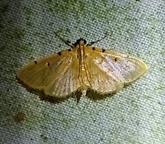Phaedropsis