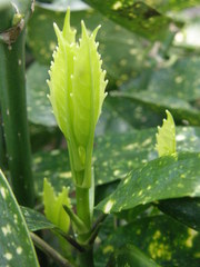 Aucuba japonica