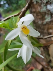 Maxillaria lutescens