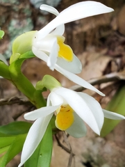 Maxillaria lutescens