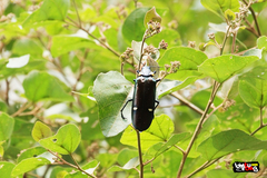 Megaloxantha bicolor brunnea