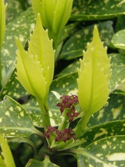 Aucuba japonica