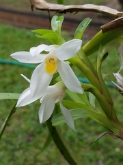 Maxillaria lutescens