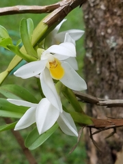 Maxillaria lutescens