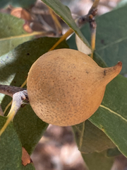 Amphibolips trizonata
