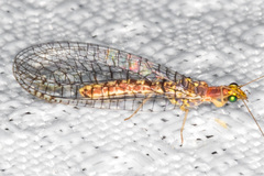 Eremochrysa punctinervis