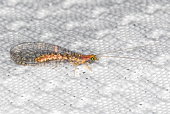 Eremochrysa punctinervis