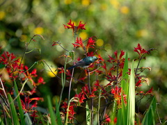 Cinnyris chalybeus subalaris