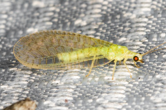 Pseudomallada perfectus