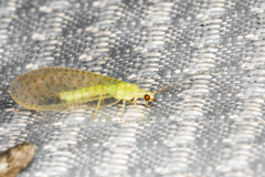 Pseudomallada perfectus