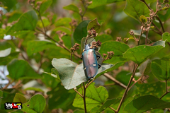 Megaloxantha bicolor brunnea