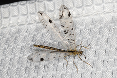 Dendroleon speciosus