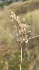 Allium paniculatum