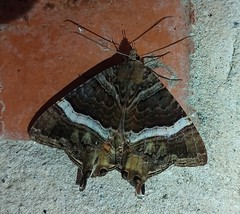 Coronidia leachi