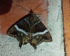 Coronidia leachi