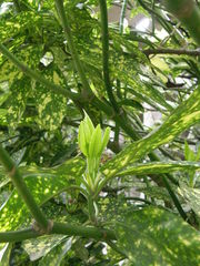 Aucuba japonica