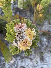 Serruria glomerata × villosa