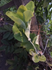 Lonicera caprifolium