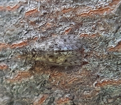 Philotarsidae