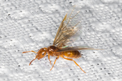 Lasius californicus