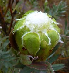 Protea coronata