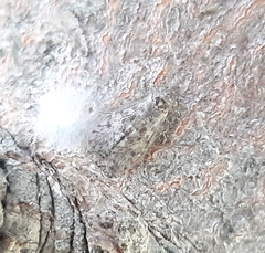 Philotarsidae