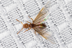 Lasius californicus