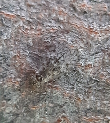 Philotarsidae