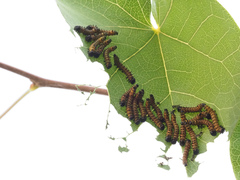 Oedemasia concinna