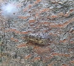 Philotarsidae