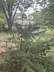 Chamaecyparis obtusa
