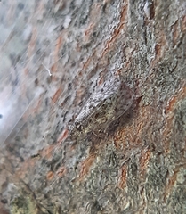 Philotarsidae
