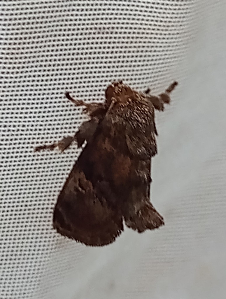 Venadicodia ruthaea