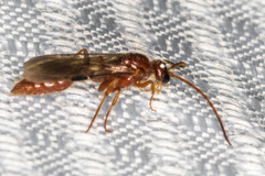Tiphioidea