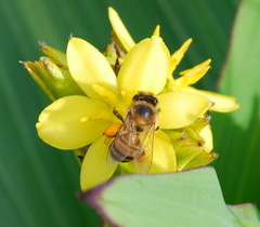 Hypoxis colchicifolia