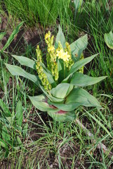 Hypoxis colchicifolia