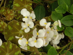 Begonia bowerae