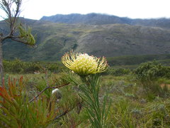Leucospermum lineare