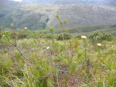 Leucospermum lineare