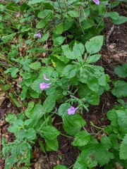 Clinopodium grandiflorum