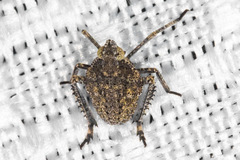 Orgerius