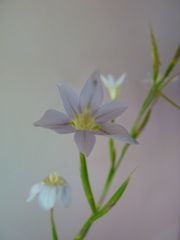 Moraea polyanthos