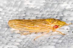 Huleria quadripunctata