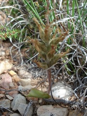 Lachenalia orchioides