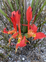 Babiana ringens australis